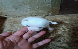 Chihuahua perros en venta: CAMADA CHIHUAHUAS CABEZA DE MANZANA DESDE 600€ - Imagen 1