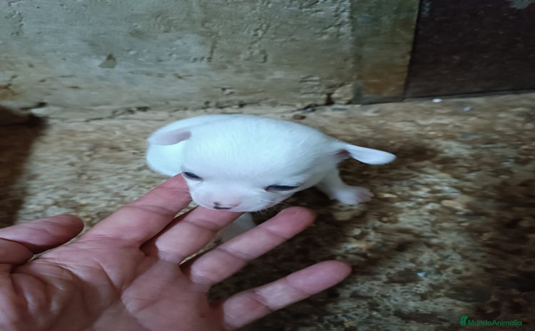 Chihuahua perros - Anuncio 2