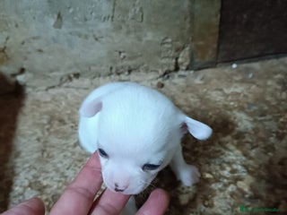 Chihuahua perros - Anuncio 5