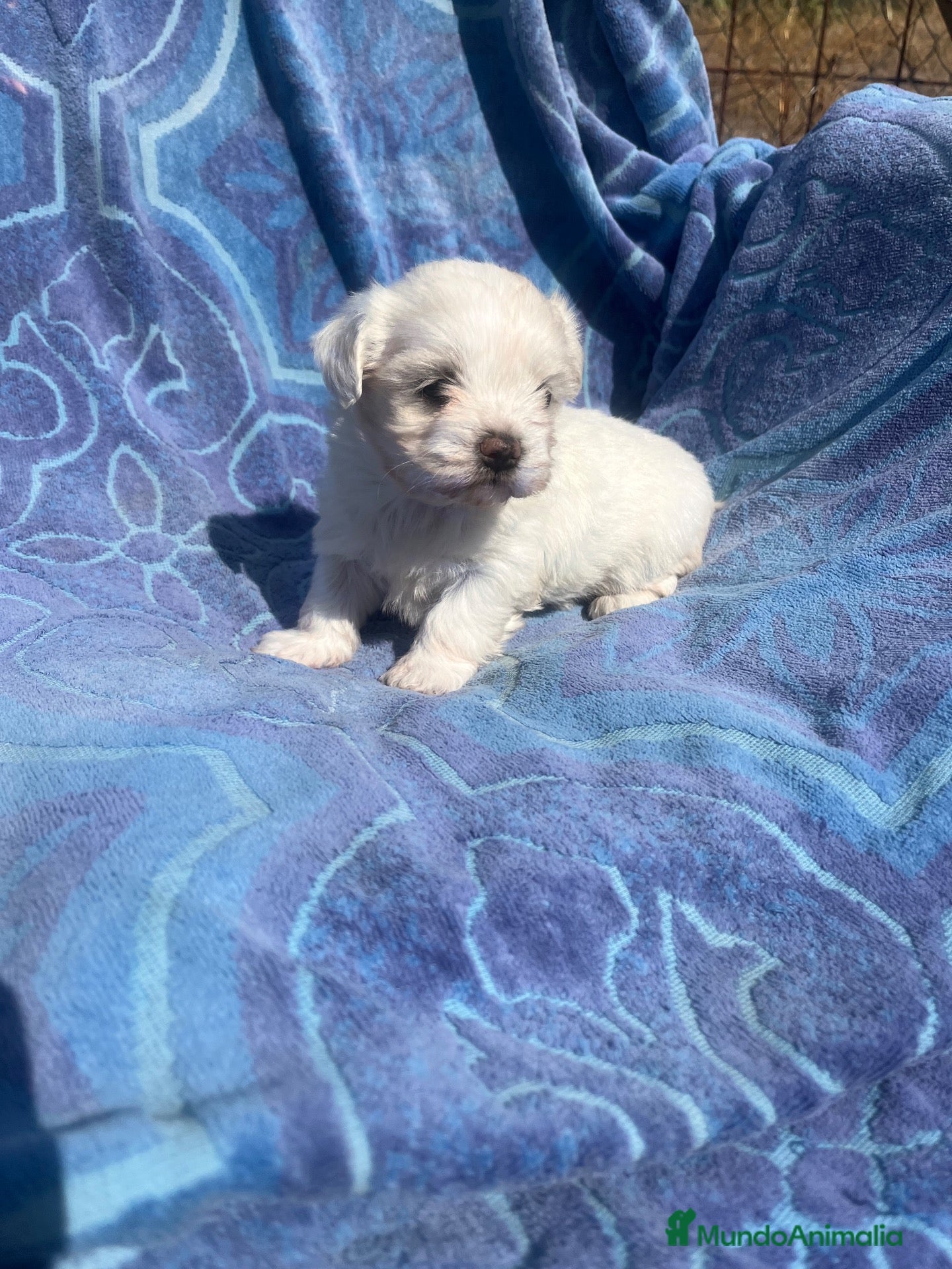 Bichón Maltés perros Bichón maltés cachorra  - Anuncio 1