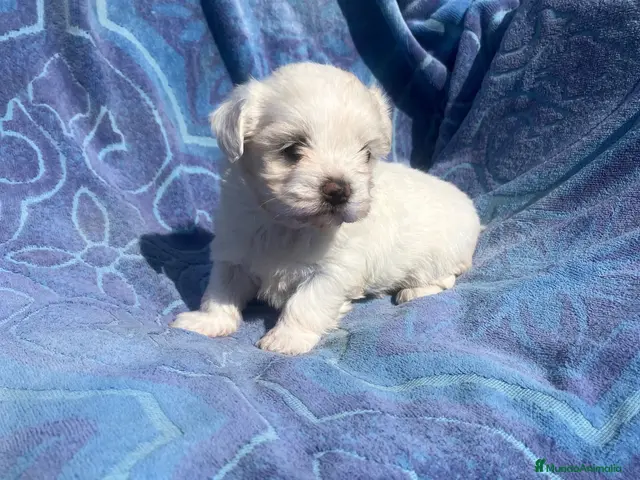 Bichón Maltés perros en venta: Bichón maltés cachorra - Anuncio 1