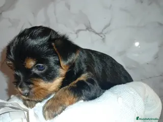 Yorkshire Terrier perros Yorkshire terrier Toy Machos preciosos - Anuncio 2
