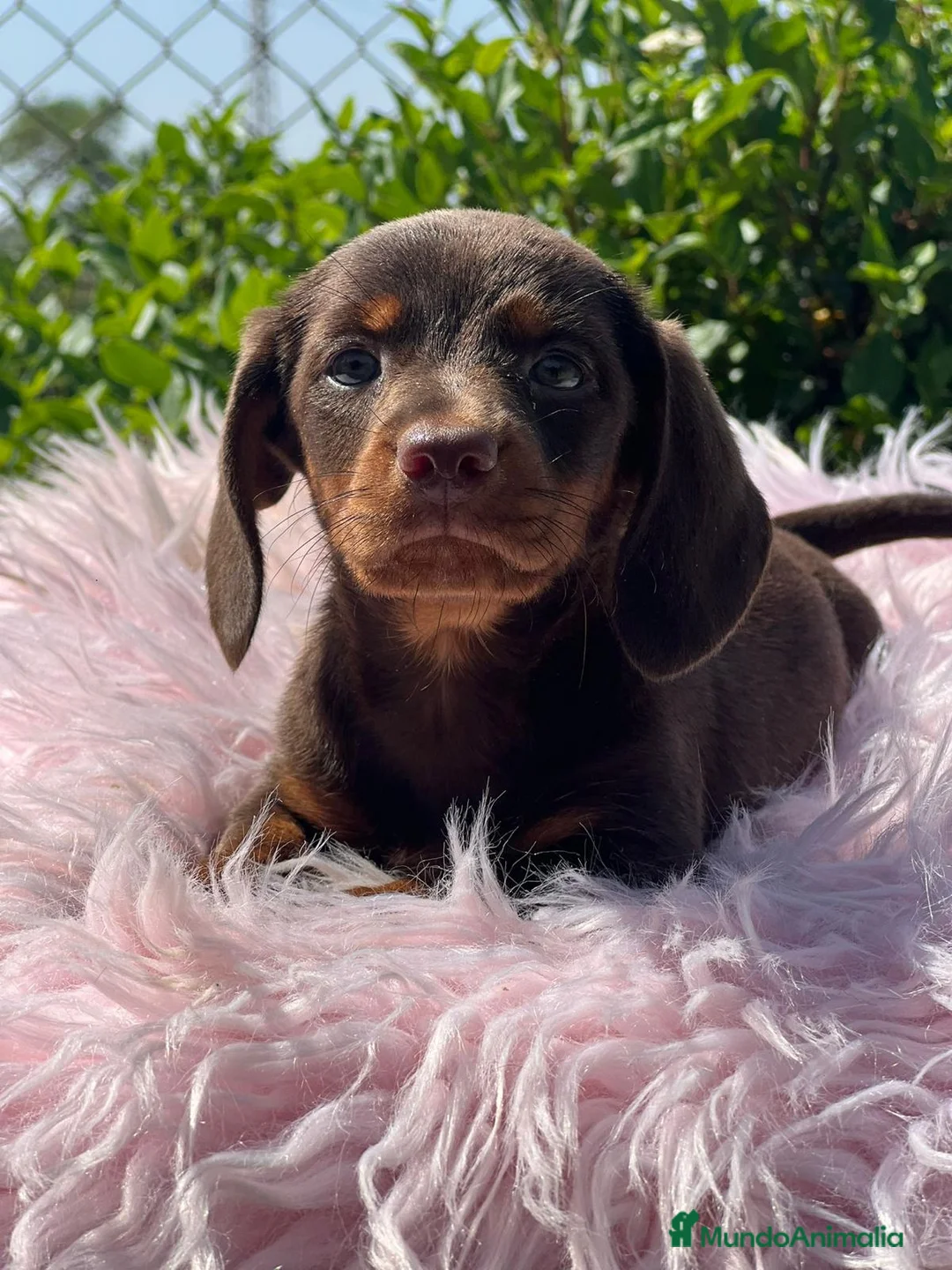 Teckel Miniatura perros en venta: Teckel miniatura hembra  - Anuncio 2