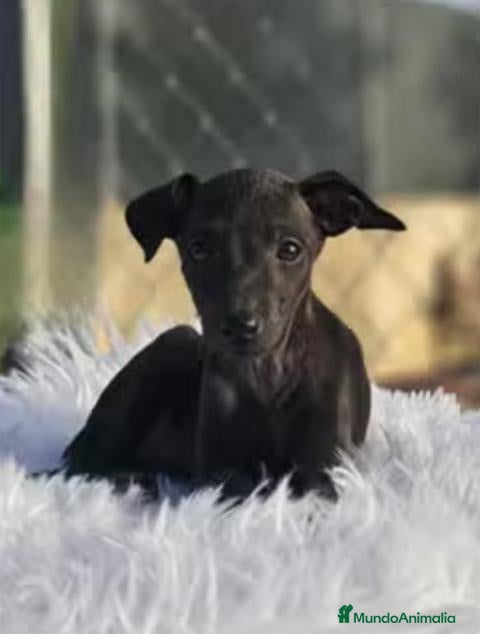 Pequeño Lebrel Italiano perros Cachorros Piccolo (galgo italiano) - Anuncio 1