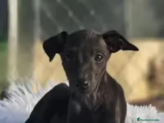Pequeño Lebrel Italiano perros Cachorros Piccolo (galgo italiano) - Anuncio 1
