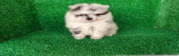 Pomerania perros en venta: pomerania - Anuncio 12