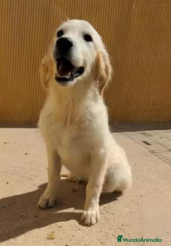 Golden Retriever perros Preciosa hembra de golden retriever - Anuncio 1