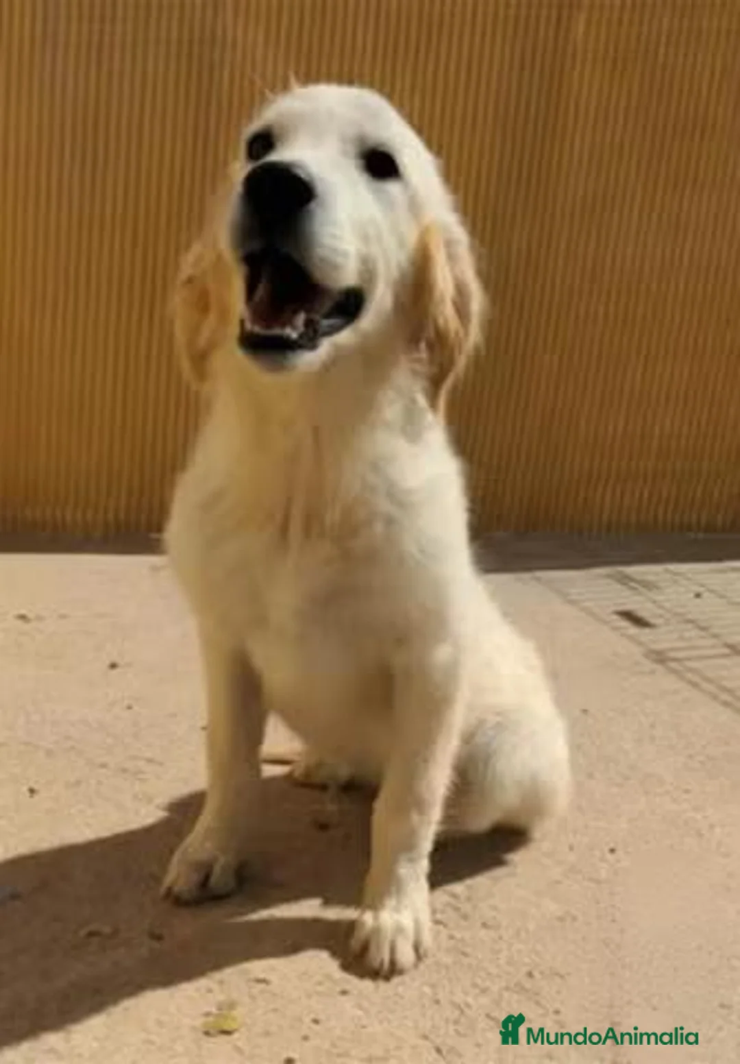 Golden Retriever perros en venta: Preciosa hembra de golden retriever - Anuncio 1