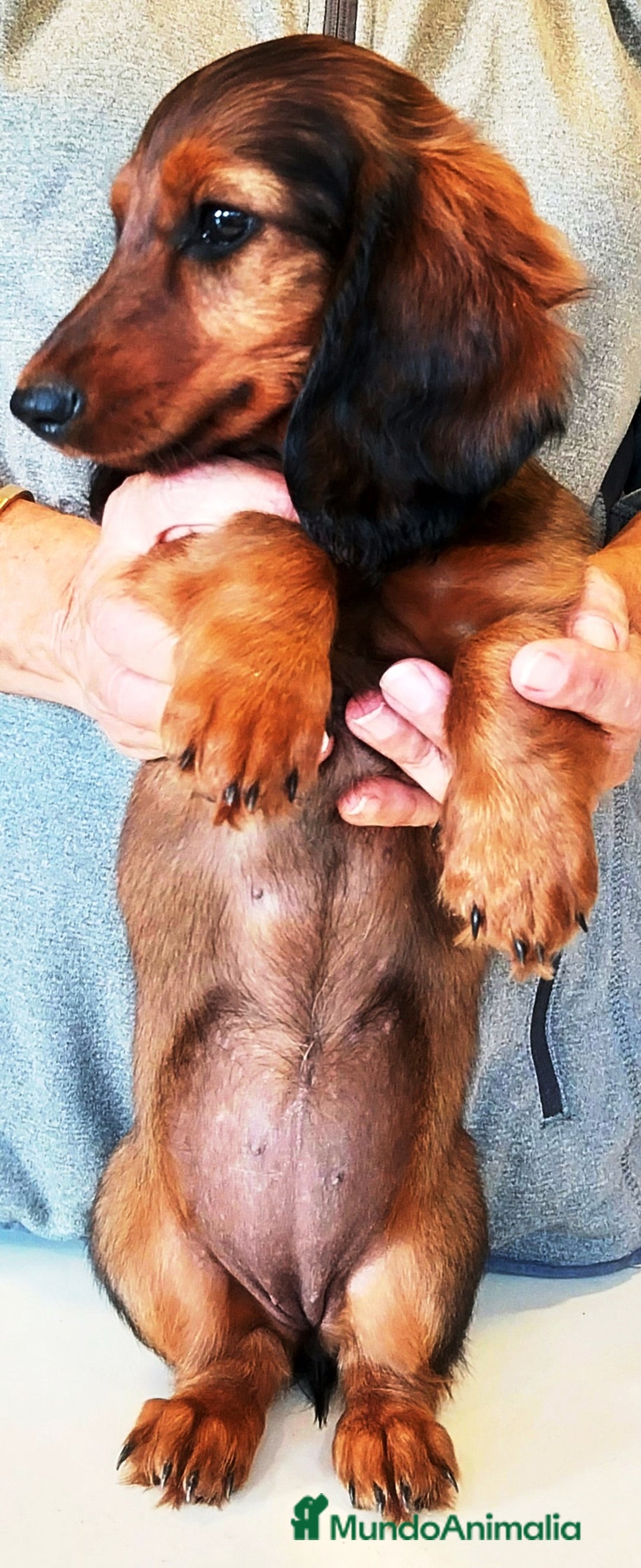 Teckel perros en venta: Teckel de pelo fino - Imagen 9