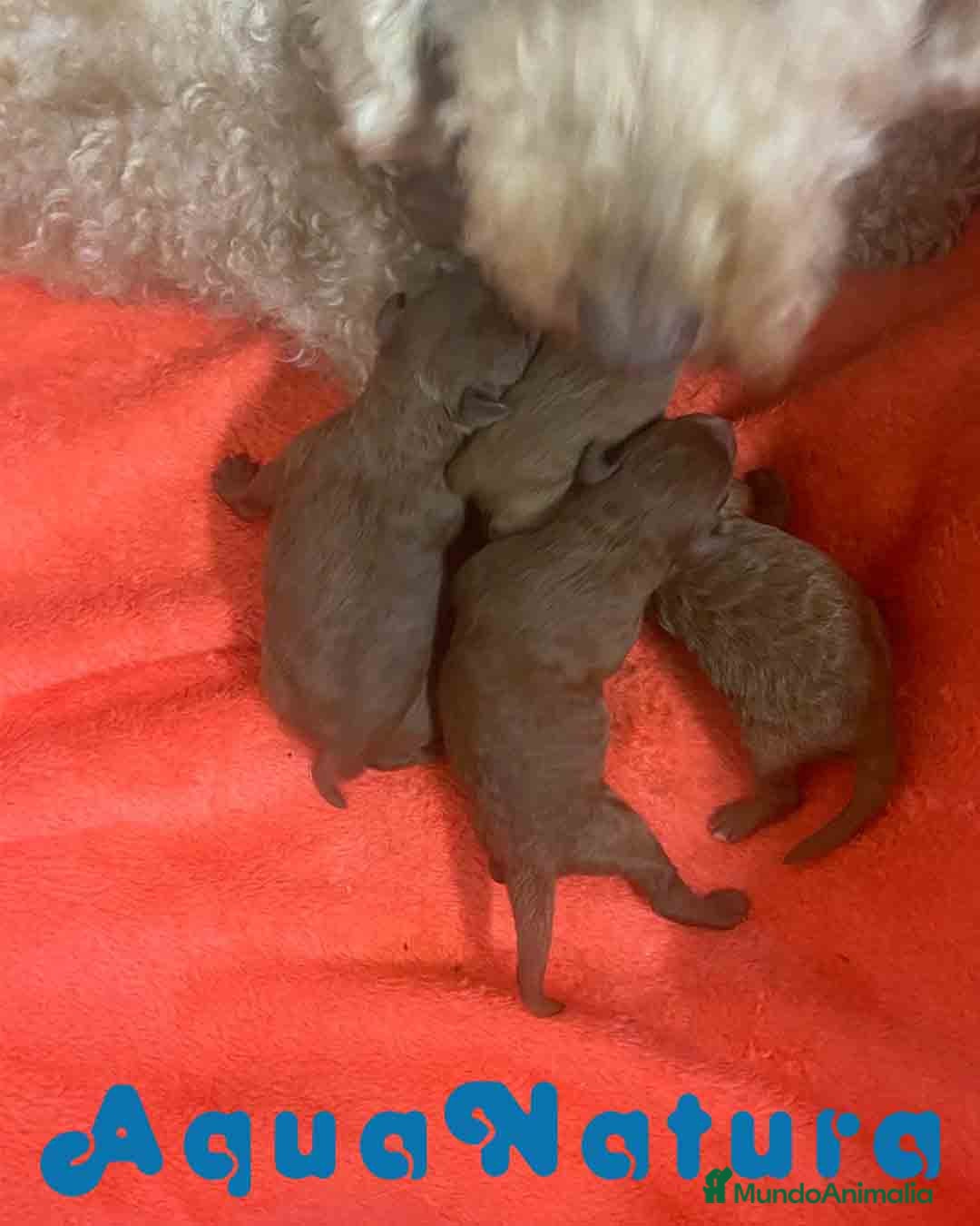 Caniche Mediano perros en venta: Caniche Hembra de Barbie y Can AQUANATURA - Imagen 2