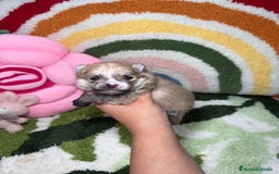 Pomerania perros en venta: Pomerania - Imagen 4