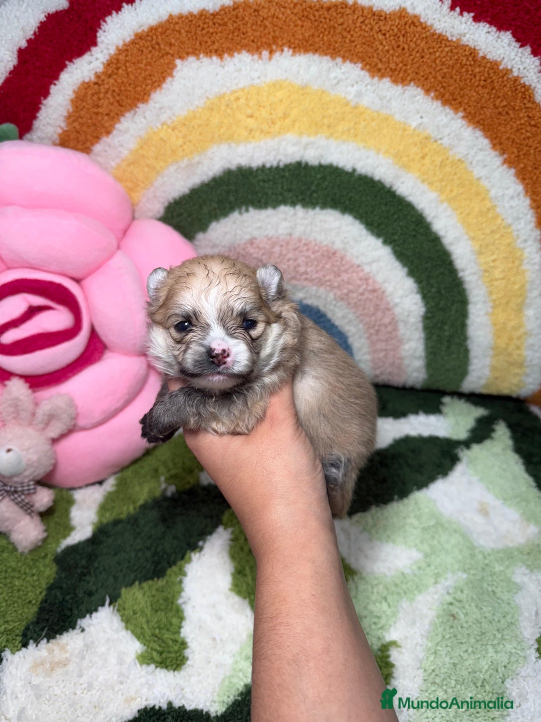 Pomerania perros en venta: Pomerania - Imagen 4