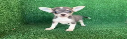 Chihuahua perros en venta: chihuahua - Anuncio 5
