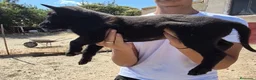 Pastor Belga Malinois perros en venta: Melinoas totalmente impresionantes  - Anuncio 8
