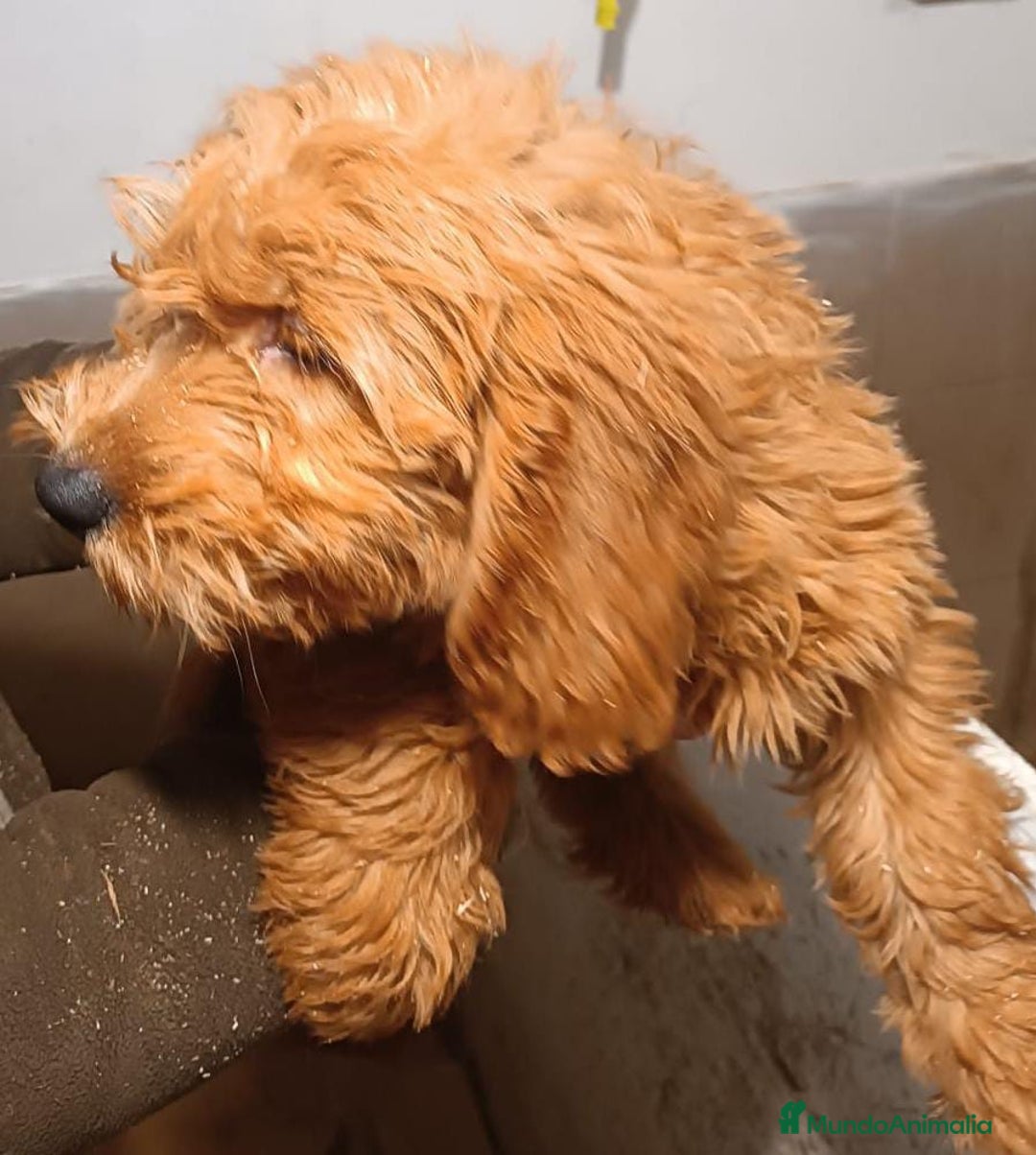 Goldendoodle perros en venta: Goldendoodle - Anuncio 3