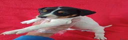Ratonero Bodeguero Andaluz perros en venta: Bodeguero Andaluz  - Anuncio 2