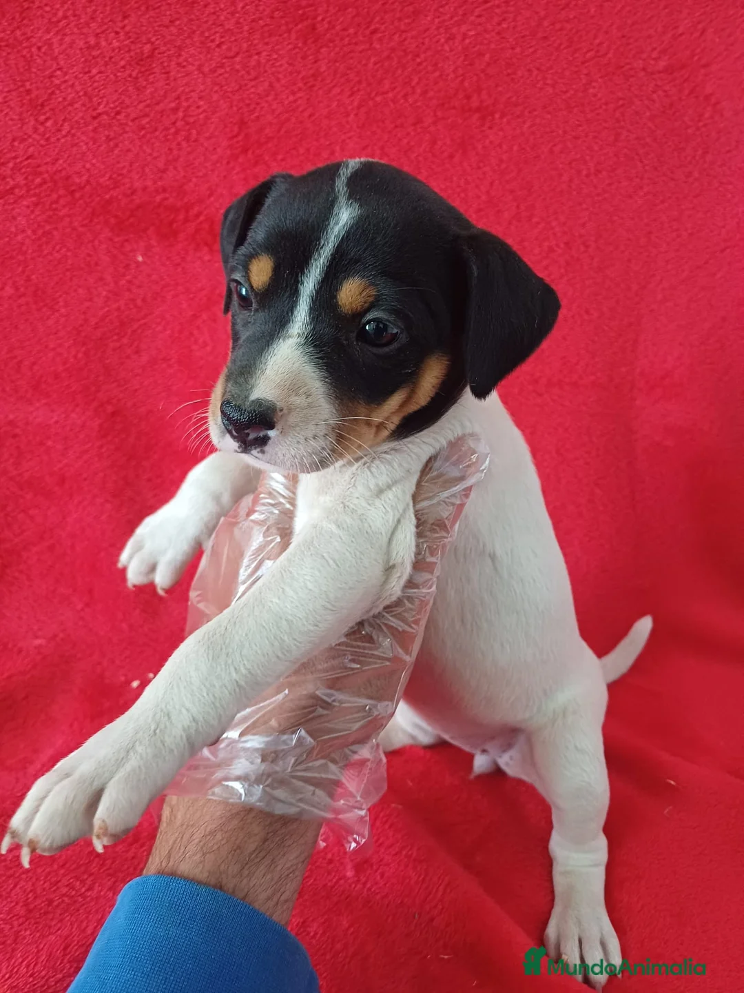 Ratonero Bodeguero Andaluz perros en venta: Bodeguero Andaluz  - Anuncio 2