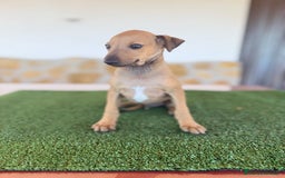 Pequeño Lebrel Italiano perros en venta: Galgo italiano piccolo - Imagen 6