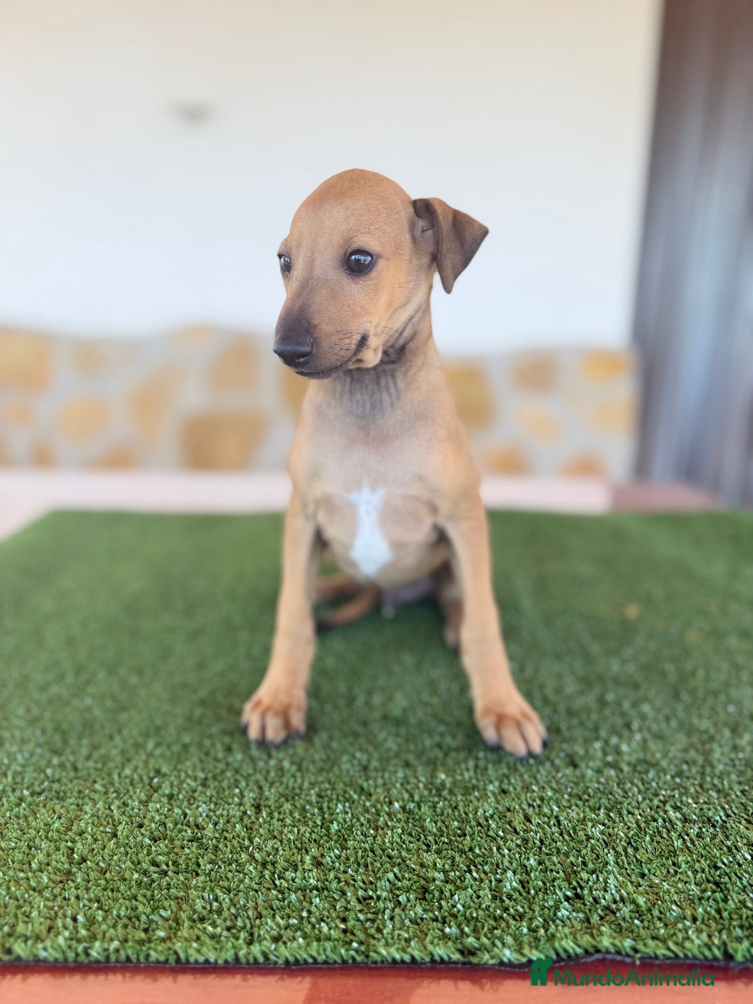 Pequeño Lebrel Italiano perros en venta: Galgo italiano piccolo - Imagen 6