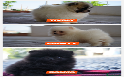 Pomerania perros en venta: 🐾 PEQUEÑOS Y MARAVILLOSOS POMERANIA 🐾 - Imagen 2