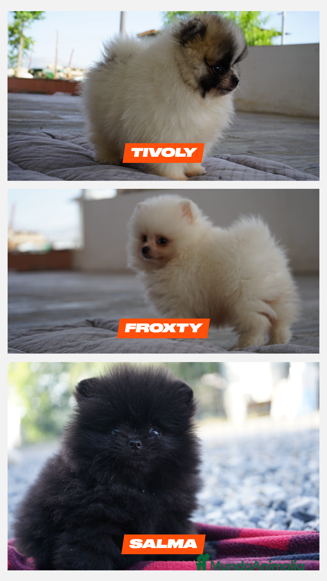 Pomerania perros en venta: 🐾 PEQUEÑOS Y MARAVILLOSOS POMERANIA 🐾 - Imagen 2