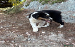 Pastor Australiano perros en venta: PASTOR AUSTRALIANO  - Imagen 4