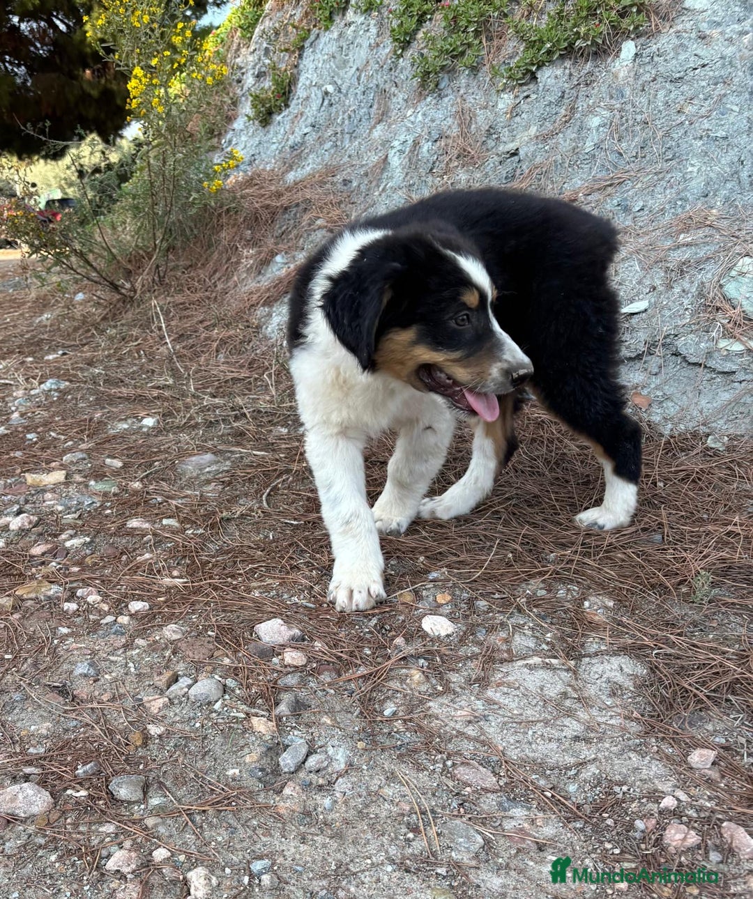 Pastor Australiano perros en venta: PASTOR AUSTRALIANO  - Imagen 4