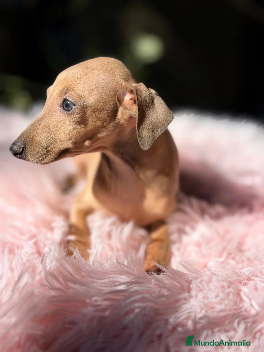 Pequeño Lebrel Italiano perros en venta: PEQUEÑAS LEBRELES FAWN (PICCOLO) - Anuncio 6