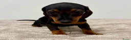 Teckel Miniatura perros en venta: Teckel miniatura - Anuncio 17