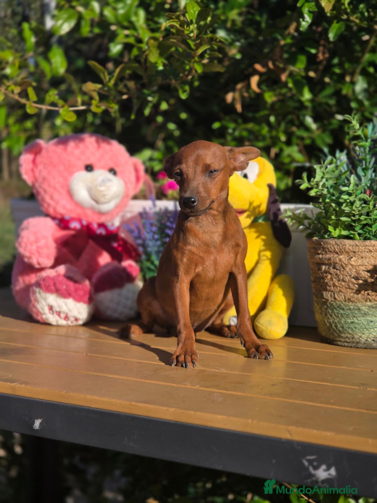 Pinscher Miniatura perros Mini pincher - Anuncio 3