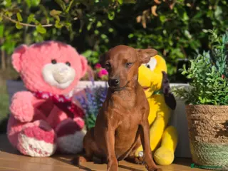Pinscher Miniatura perros Mini pincher - Anuncio 3