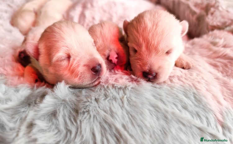 West Highland White Terrier perros - Anuncio 1