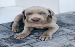 Weimaraner perros en venta: Braco de Weimaraner  - Anuncio 6