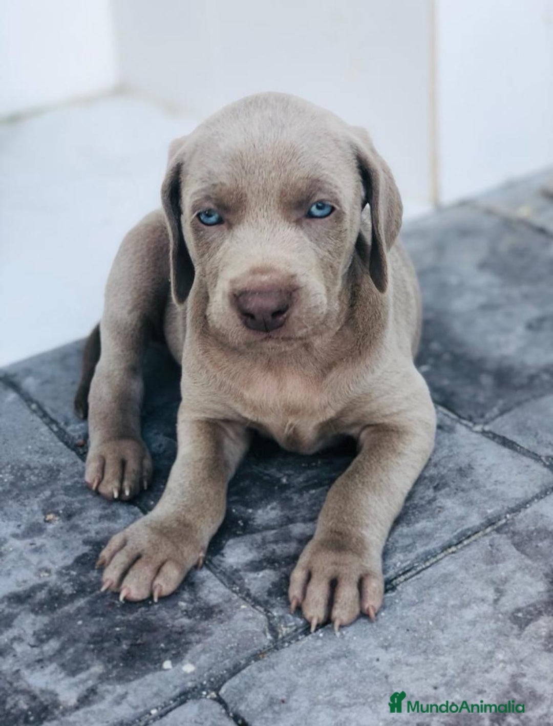 Weimaraner perros en venta: Braco de Weimaraner  - Anuncio 6