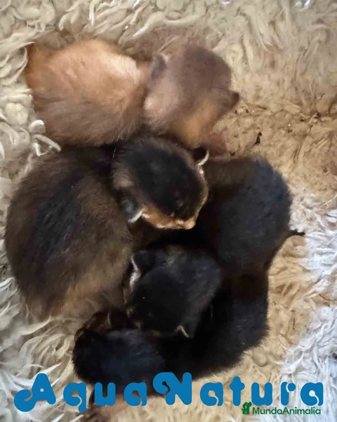 Abisinio gatos en venta: Camada Abisinio de Santa AQUANATURA en Barcelona - Anuncio 3