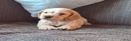 Cocker Spaniel Inglés perros en venta: Cachorritos de Cocker Spaniel Inglés 🐶✨ - Anuncio 3