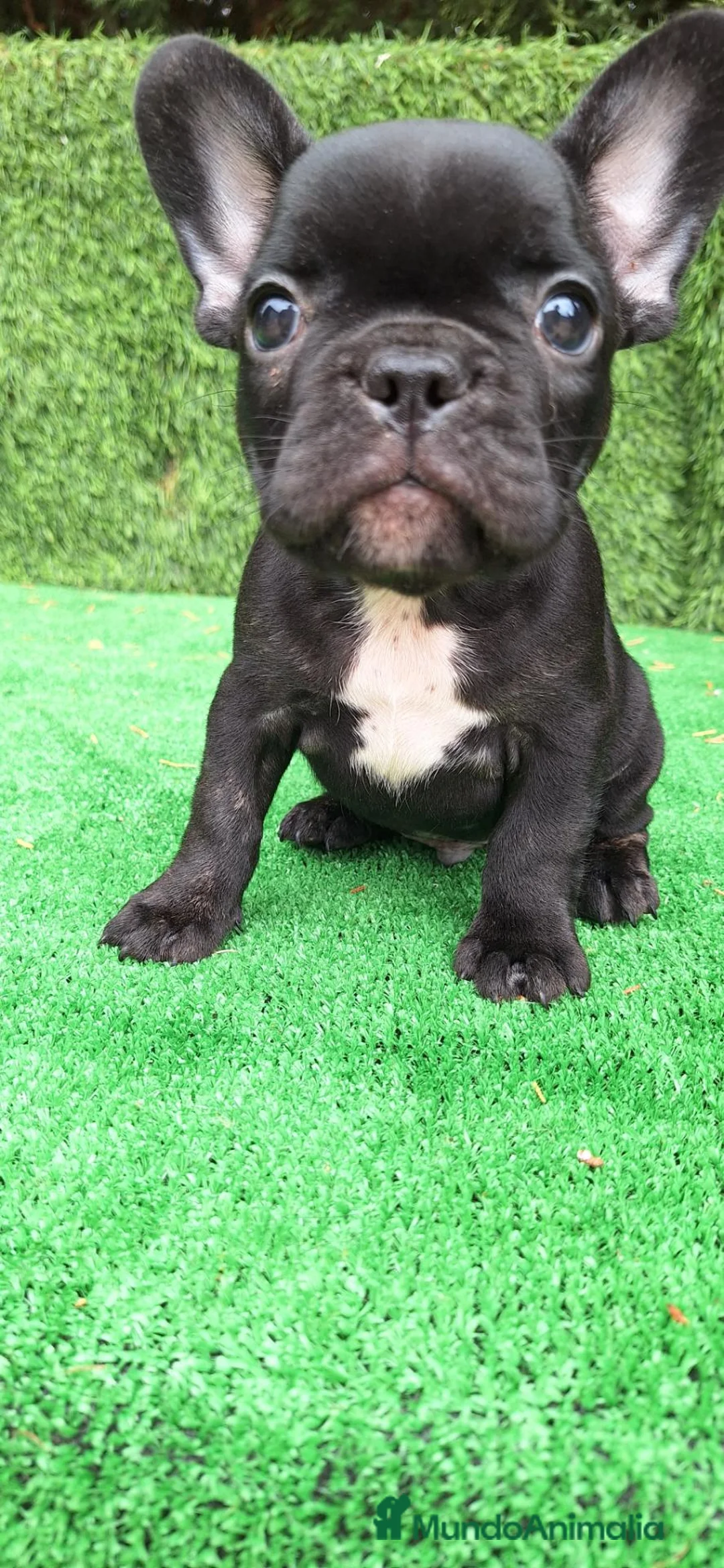 Bulldog Francés perros en venta: Bulldog Francés  - Anuncio 1
