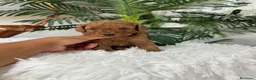 Caniche Toy perros en venta: CANICHE HEMBRA ROJA - Anuncio 6