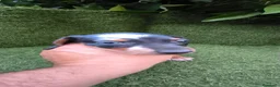 Teckel Miniatura perros en venta: preciosa camada teckel miniatura  - Anuncio 25