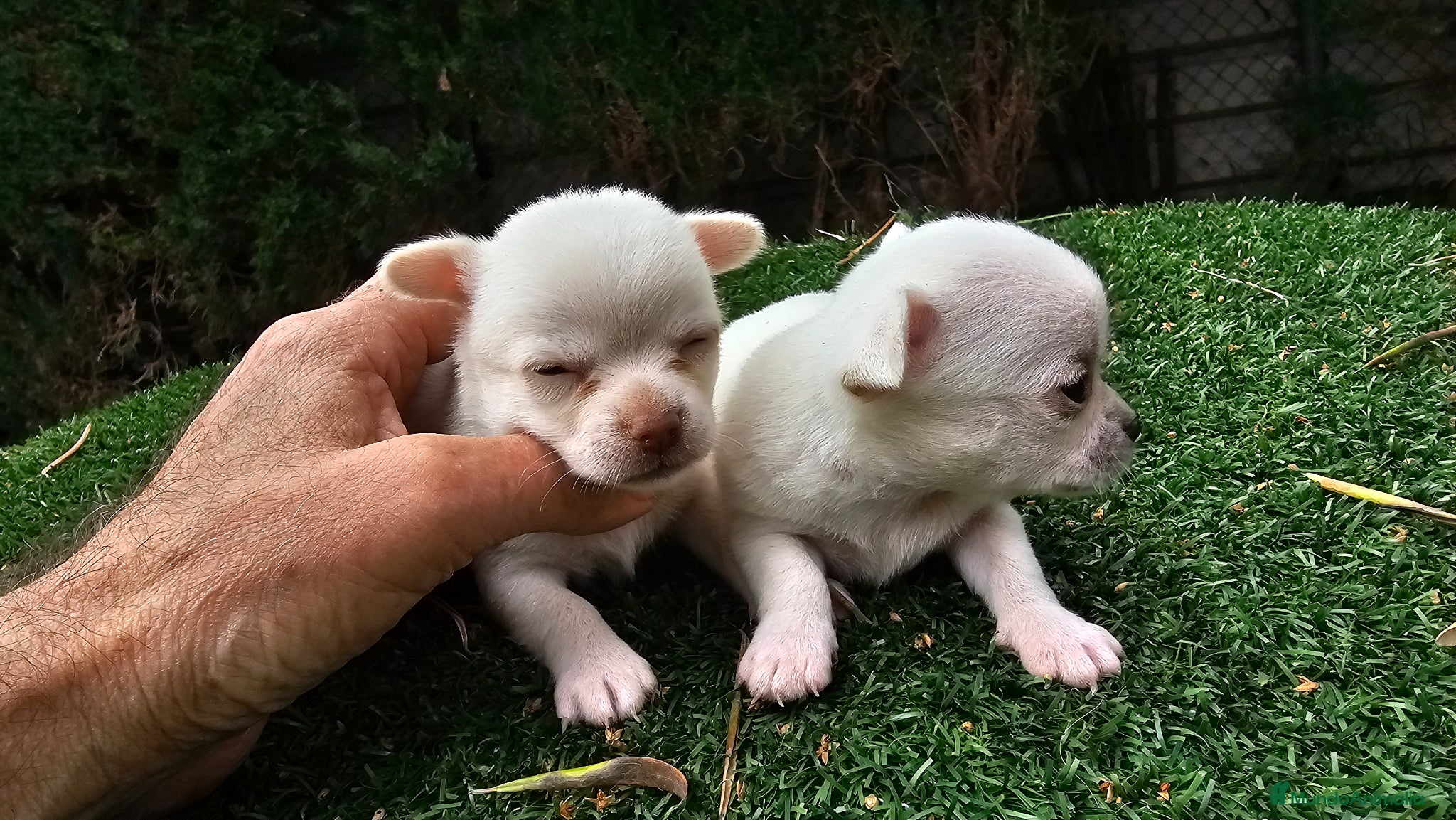Chihuahua perros Chihuahuas mini toy - Anuncio 5