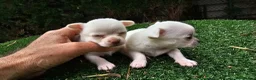 Chihuahua perros en venta: Chihuahuas mini toy - Anuncio 1