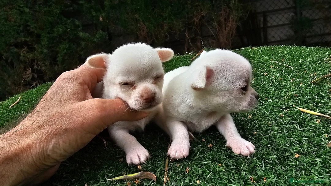 Chihuahua perros en venta: Chihuahuas mini toy - Anuncio 1