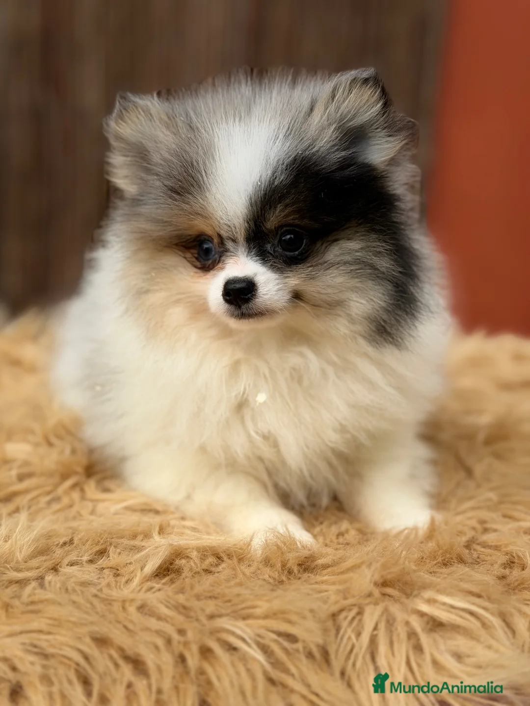 Pomerania perros en venta: Pomerania Toy Merle  - Anuncio 1