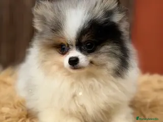 Pomerania perros Pomerania Toy Merle - Anuncio 2