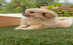 Pekinés perros en venta: PEKINES IMPERIAL - Imagen 4