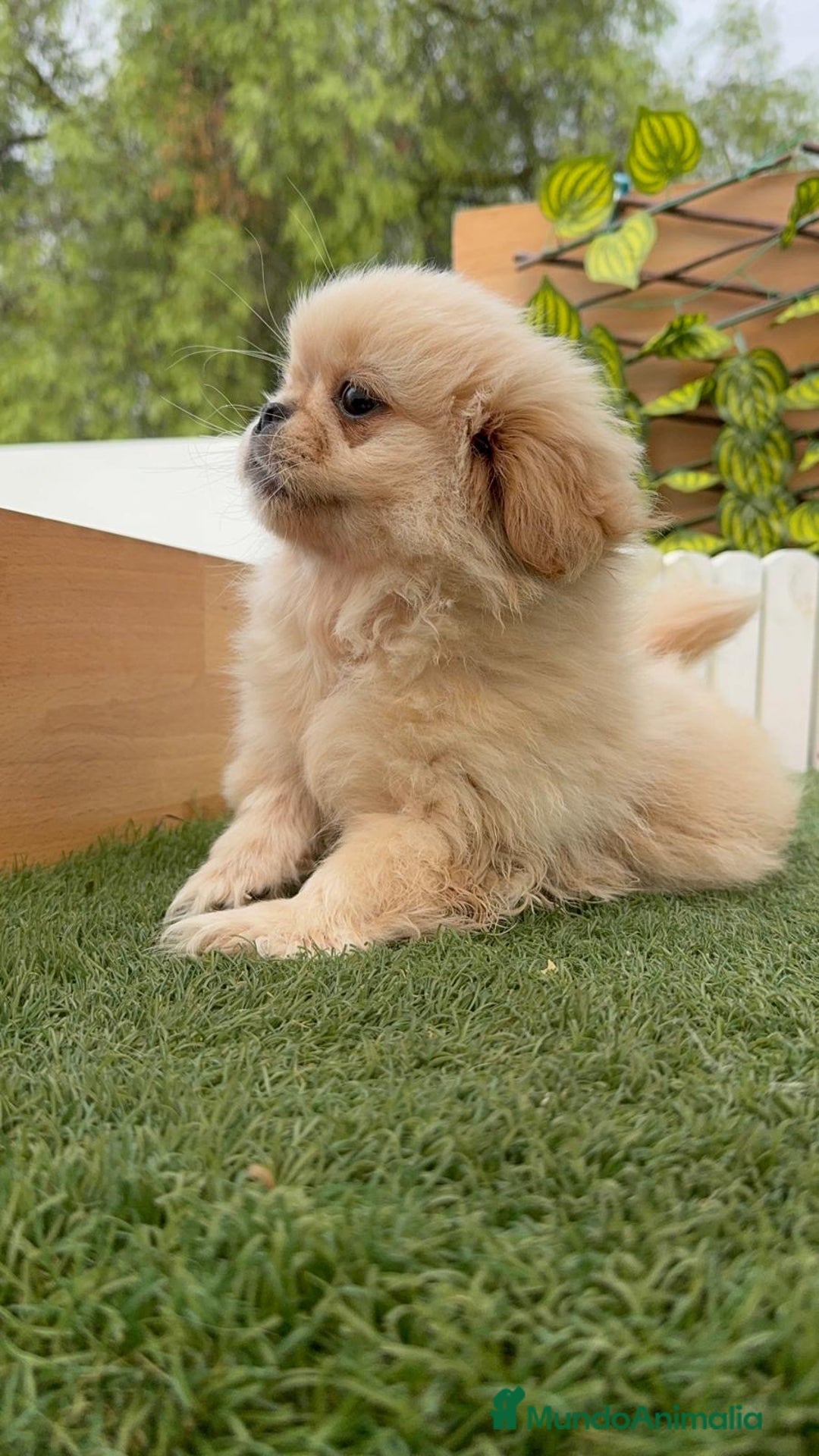 Pekinés perros en venta: PEKINES IMPERIAL - Imagen 4