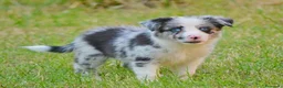 Border Collie perros en venta: camada de border collie  - Anuncio 16