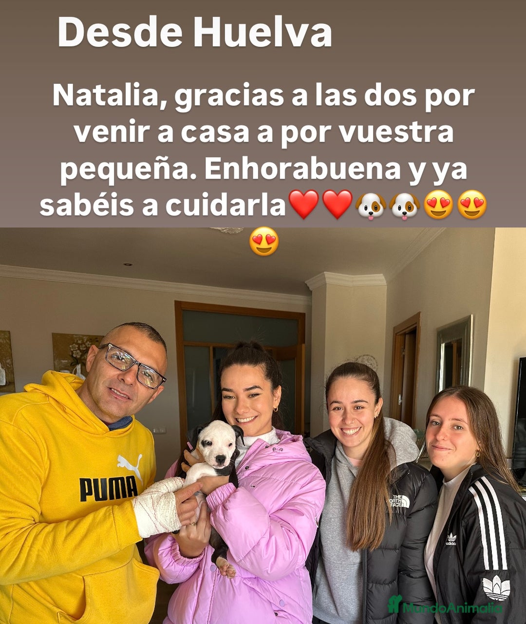 American Staffordshire-Terrier perros en venta: American Stanford (transparencia) - Anuncio 18