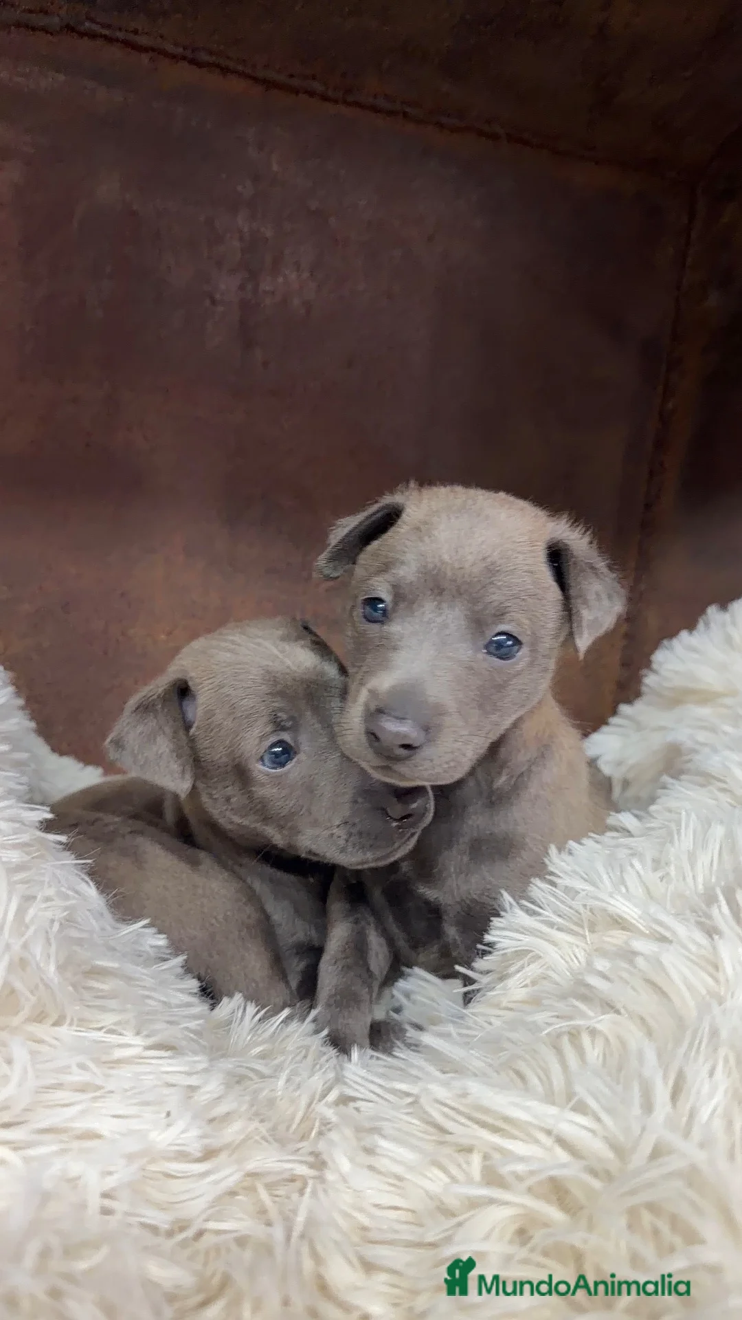 Pequeño Lebrel Italiano perros en venta: Piccolo lebrel italiano  - Anuncio 4