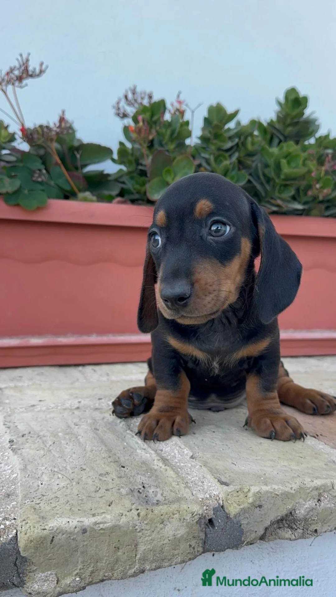 Teckel Miniatura perros en venta: TECKEL MINIATURA - Anuncio 14